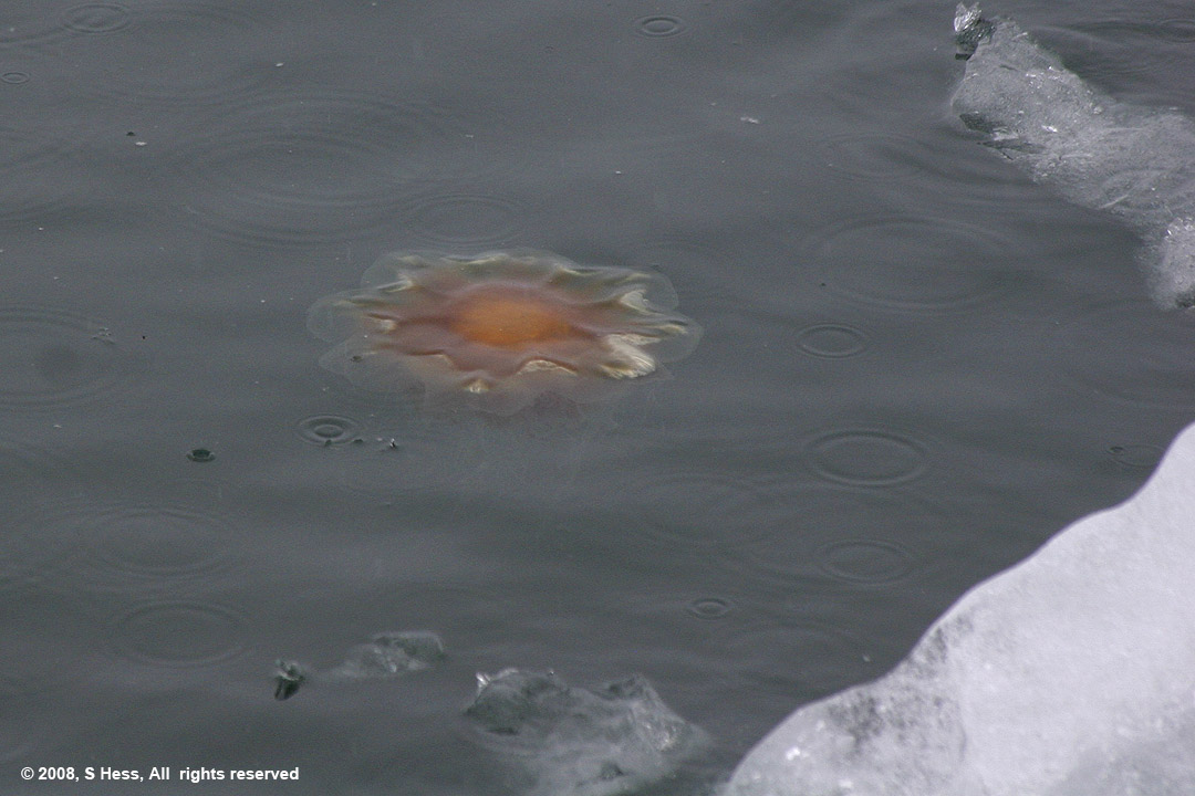 Jelly Fish floating among the icebergs